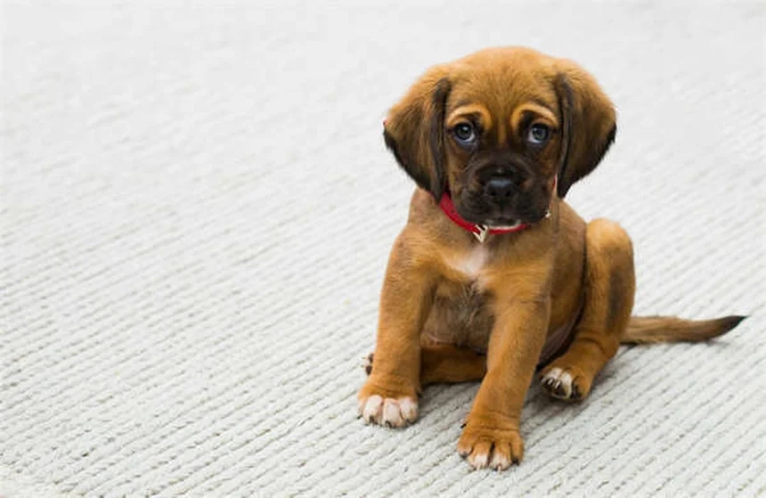 20 Rare Dog Breeds You've Never Heard Of (But Will Love)