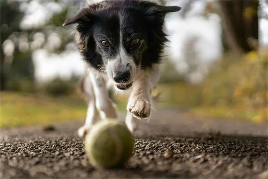 20 Rare Dog Breeds You've Never Heard Of (But Will Love)