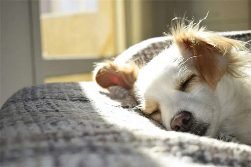 Bloody Diarrhea in Dogs: Causes, Symptoms & Emergency Care