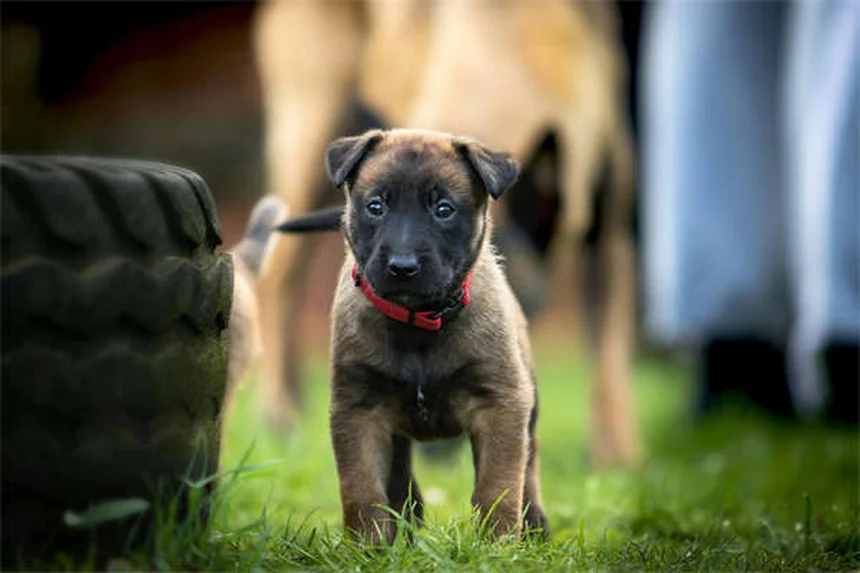 Bloody Diarrhea in Dogs: Causes, Symptoms & Emergency Care