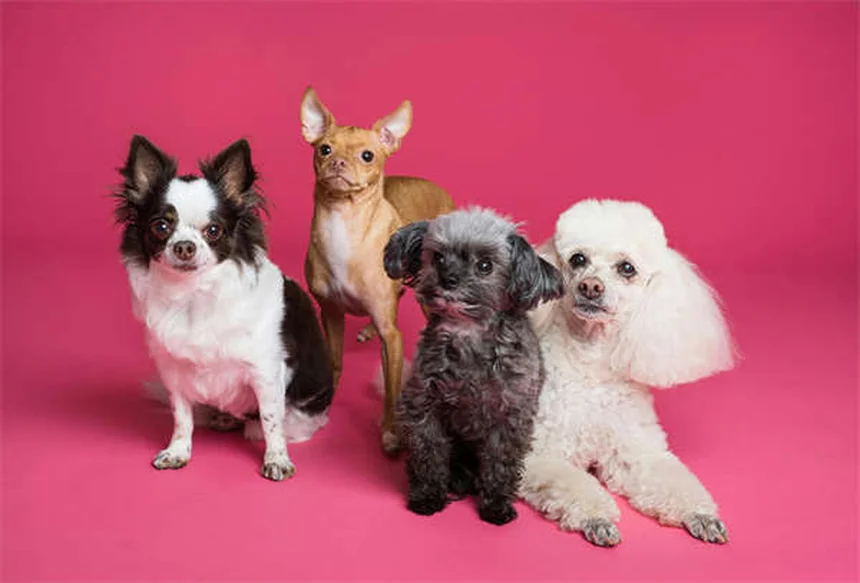 Bloody Diarrhea in Dogs: Causes, Symptoms & Emergency Care