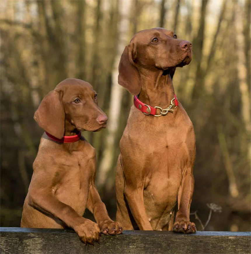 7 Dangerous Waters That Can Make Your Dog Sick