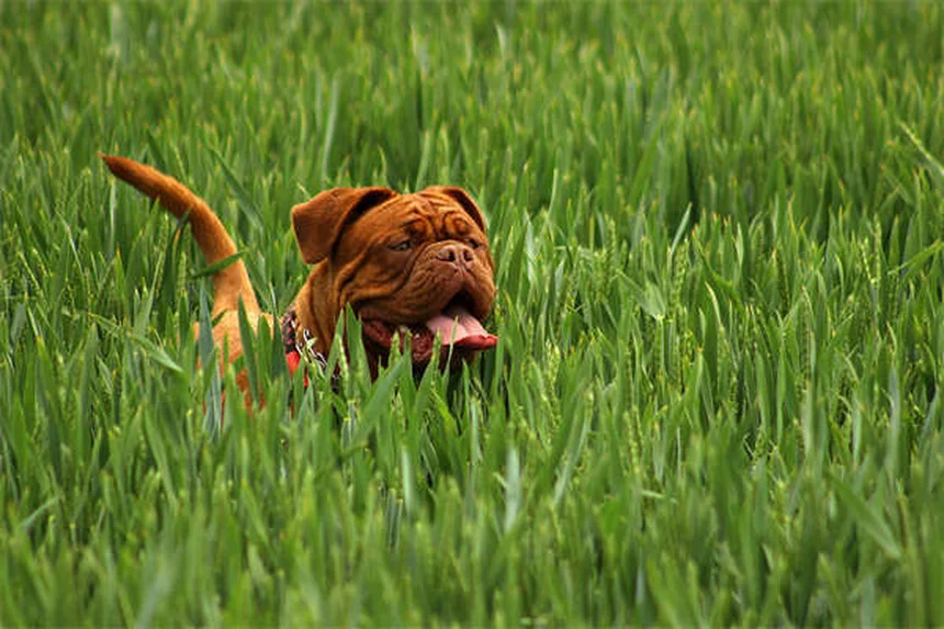 Dog Neutering: What Every Pet Owner Needs to Know