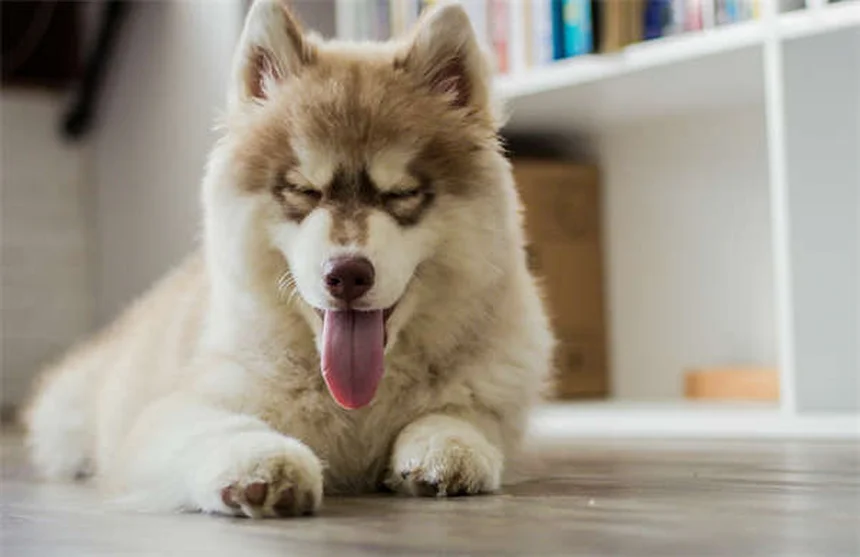 Dog Neutering: What Every Pet Owner Needs to Know