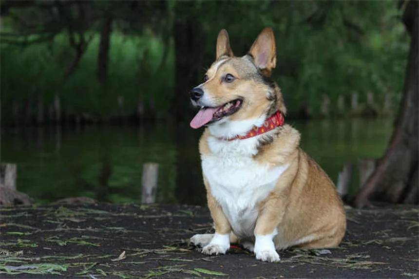 Puppy-Proofing Your Home: 10 Must-Know Safety Tips for New Dog Owners