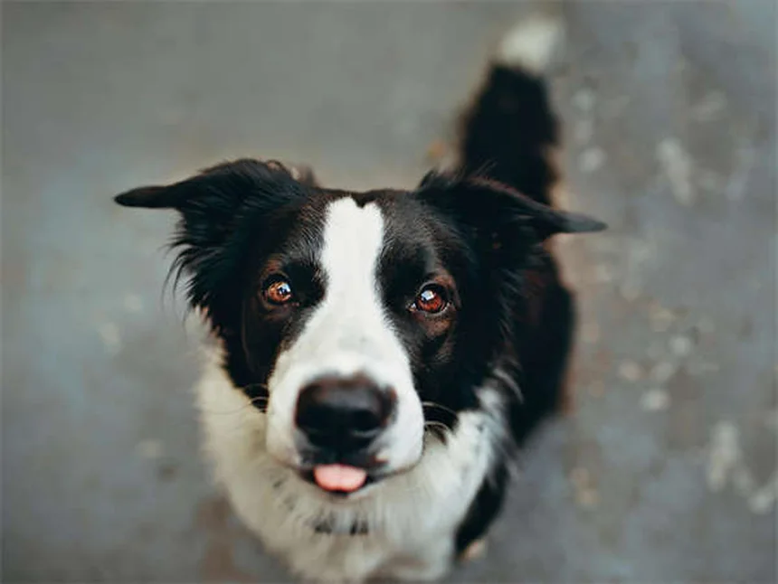 Puppy-Proofing Your Home: 10 Must-Know Safety Tips for New Dog Owners