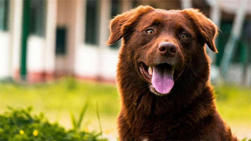 Puppy-Proofing Your Home: 10 Must-Know Safety Tips for New Dog Owners