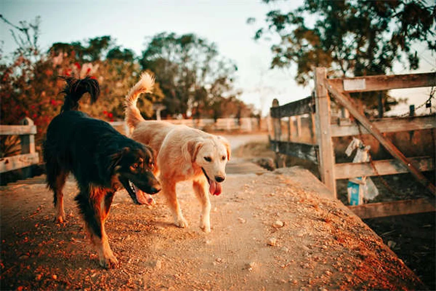 5 Proven Ways to Keep Your Dog Full & Satisfied Longer