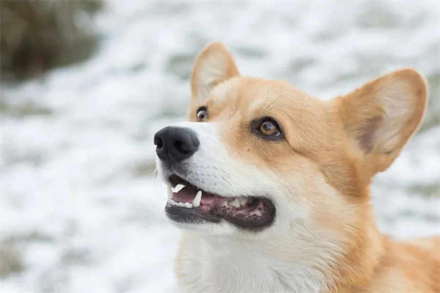 5 Proven Ways to Keep Your Dog Full & Satisfied Longer