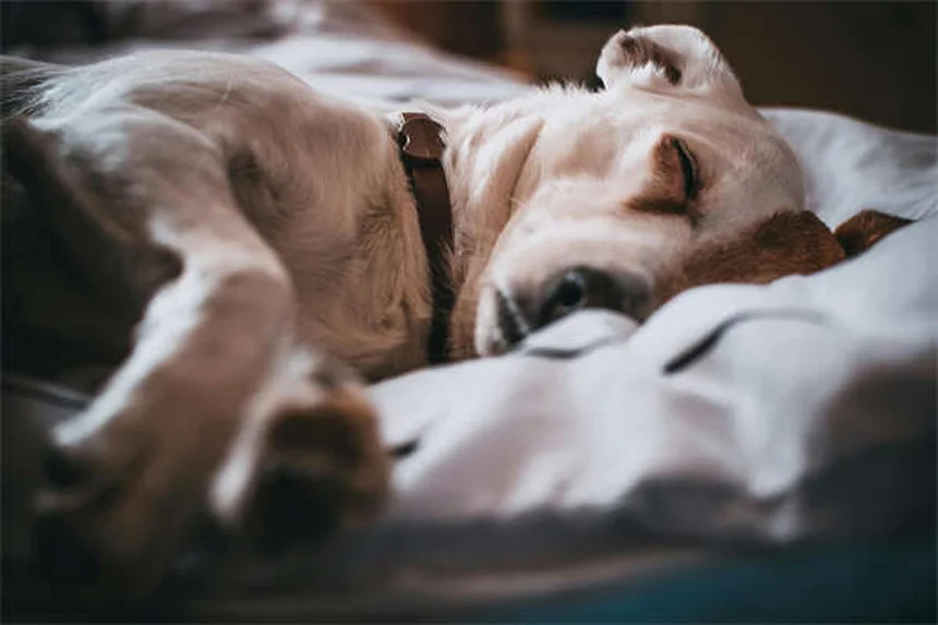 5 Proven Ways to Keep Your Dog Full & Satisfied Longer