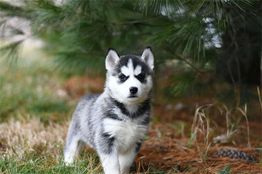 Best Puppy Feeding Schedule: How Often & How Much to Feed