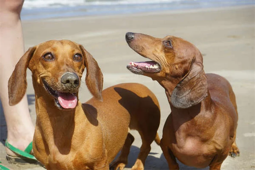 Best Puppy Feeding Schedule: How Often & How Much to Feed