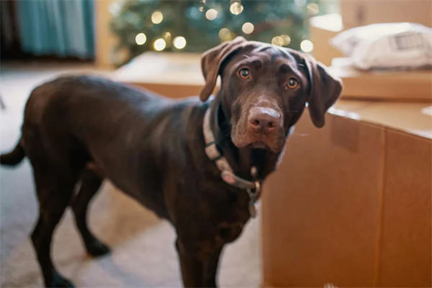 Best Puppy Feeding Schedule: How Often & How Much to Feed