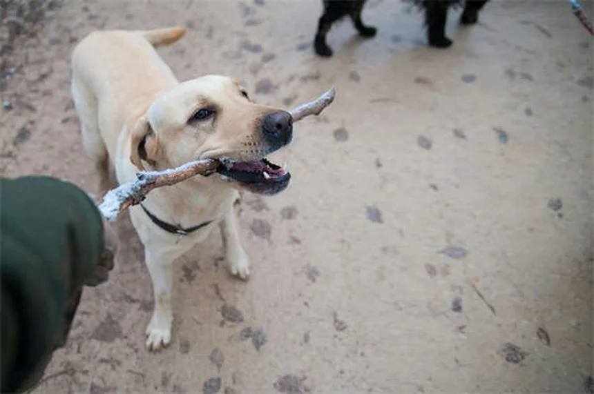 How to Stop a Dog From Barking: 7 Proven Training Tips