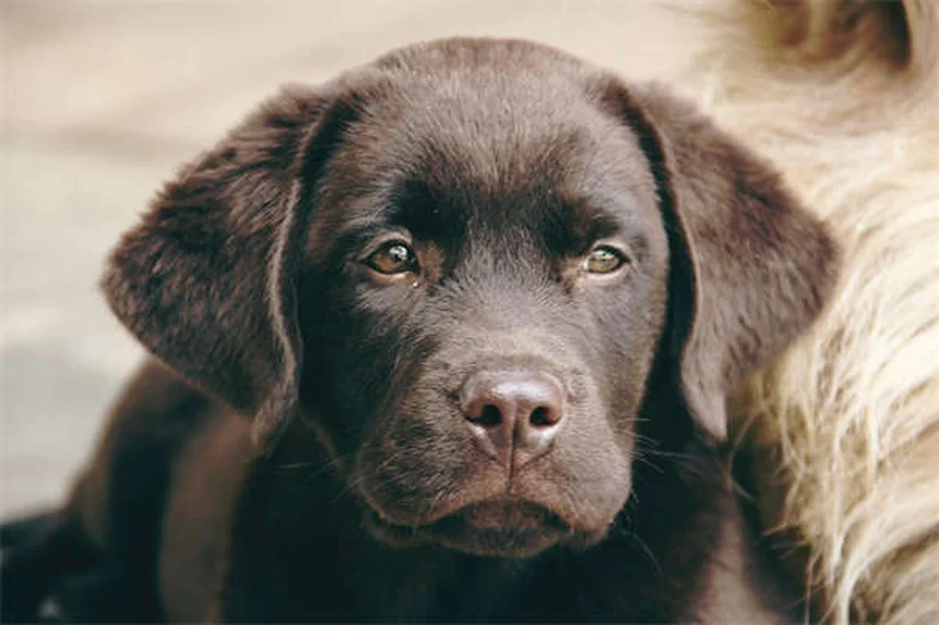 How to Stop a Dog From Barking: 7 Proven Training Tips