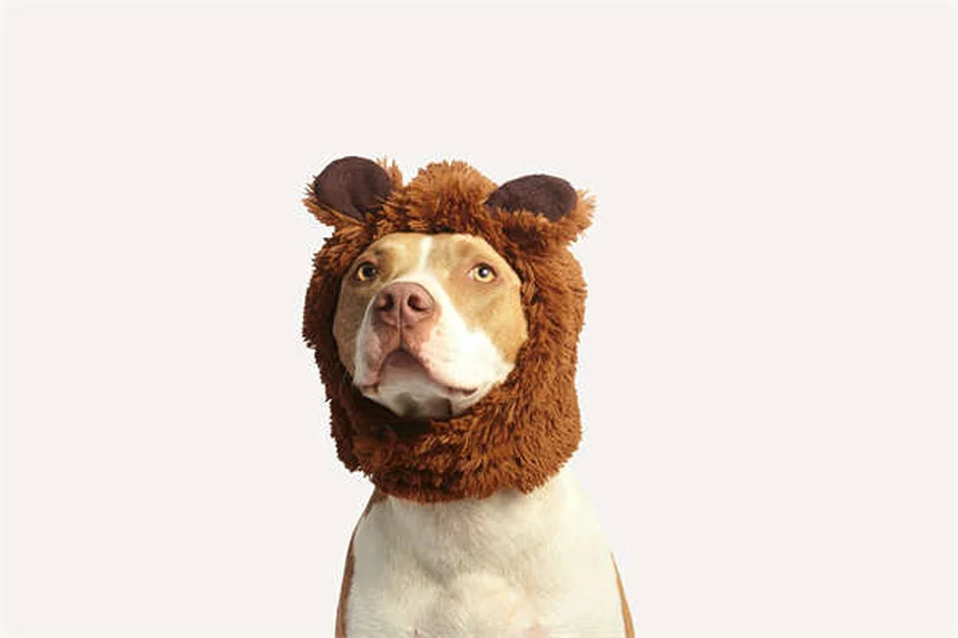 Positive vs Balanced Dog Training: Which Method Works Best?