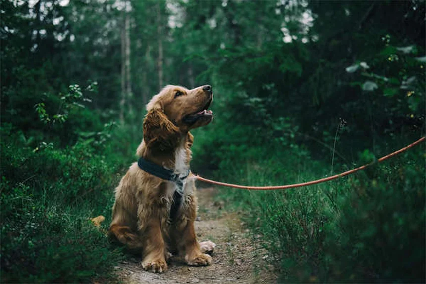 Positive vs Balanced Dog Training: Which Method Works Best?
