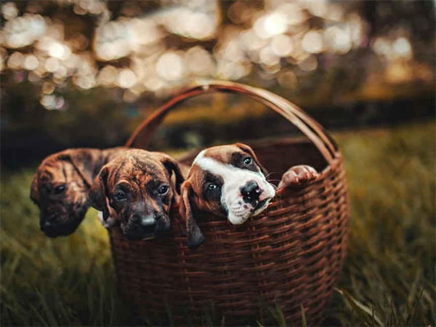 Pulmonic Stenosis in Dogs: 5 Critical Signs Every Owner Should Know