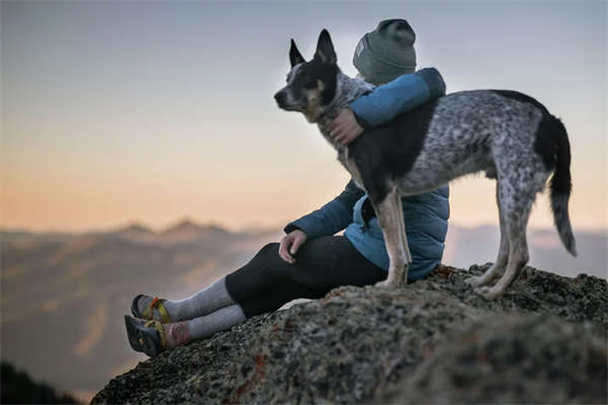 5 Dog-Safe Cleaning Products That Actually Work (Protect Your Pup!)