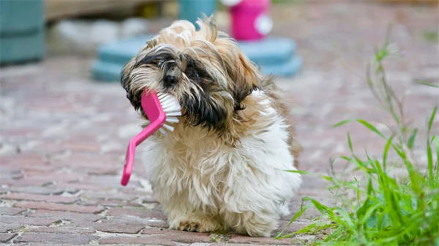 Rabbit Tooth Abscess: 5 Warning Signs & Effective Treatments