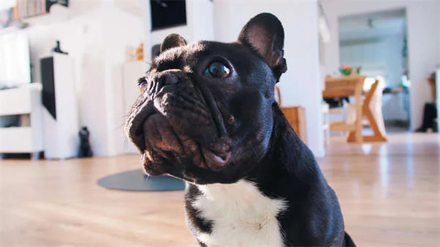 Dog Aggression Explained: Signs, Causes & How to Stop It