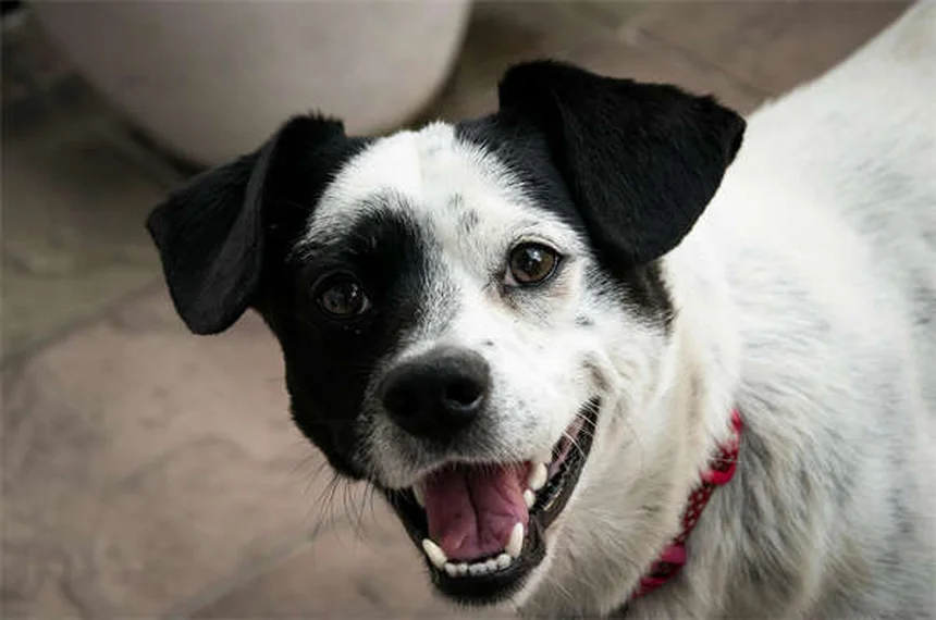 Dog Aggression Explained: Signs, Causes & How to Stop It