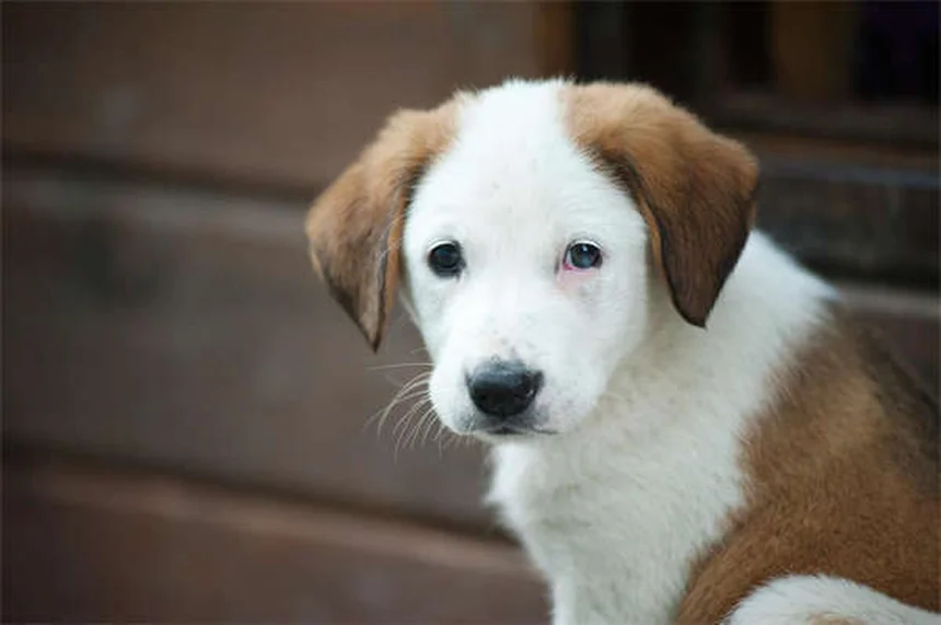 Dog Aggression Explained: Signs, Causes & How to Stop It