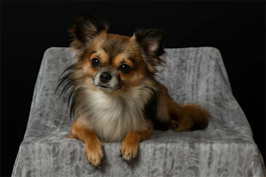 5 Proven Dog Calming Products That Actually Work (Backed by Science)