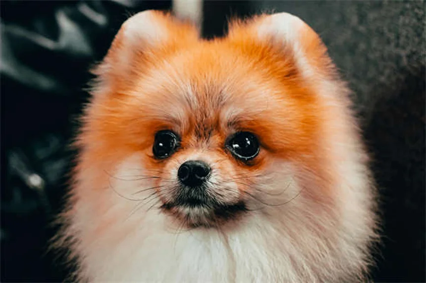 5 Proven Dog Calming Products That Actually Work (Backed by Science)