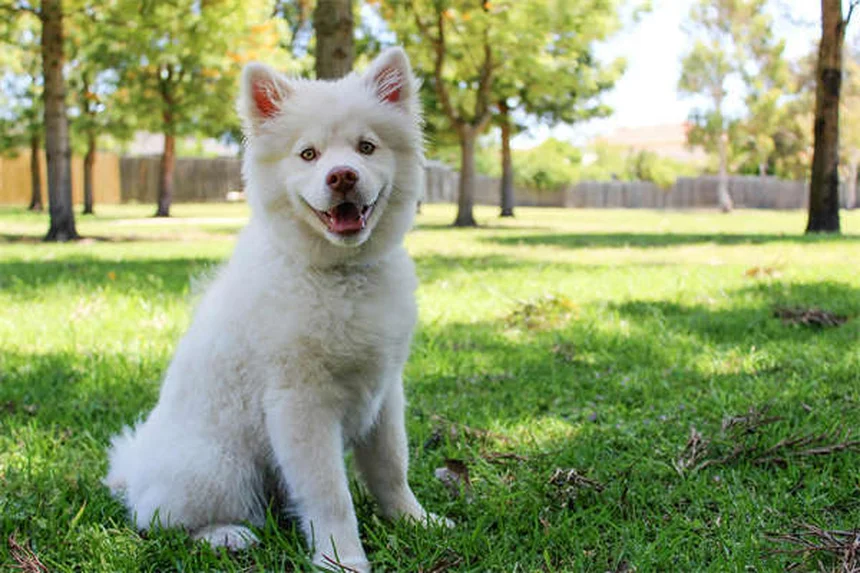 5 Proven Dog Calming Products That Actually Work (Backed by Science)