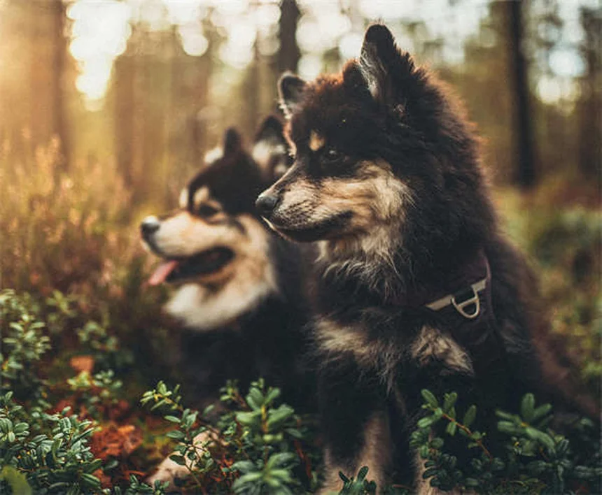 5 Sneaky Spots Where Ticks Hide on Cats (And How to Remove Them Safely)