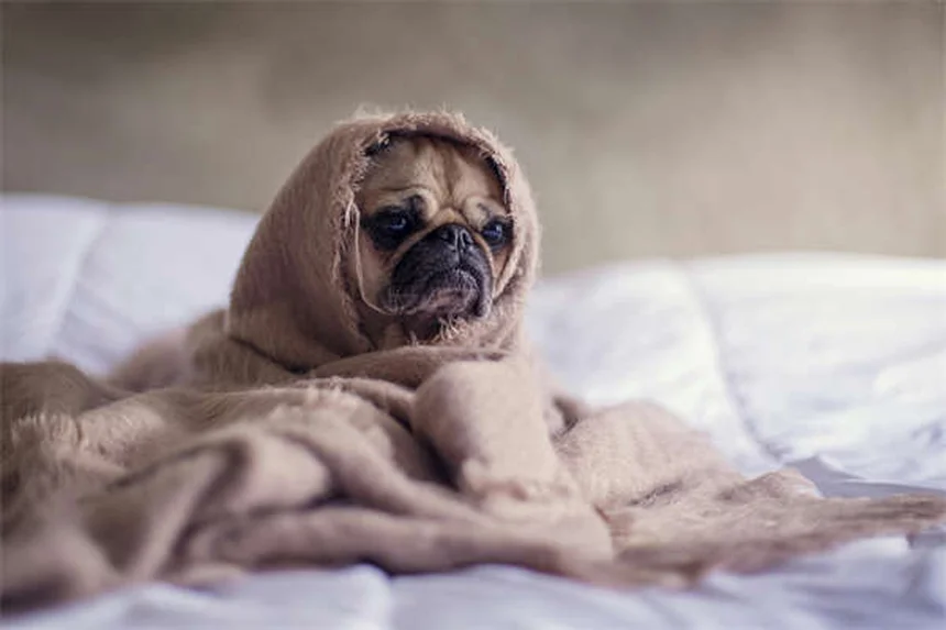 Herpes Virus 1 in Chinchillas: Symptoms & Prevention Guide