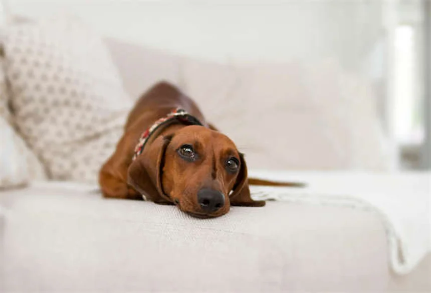 Ascites in Ferrets: 5 Warning Signs & How to Help Your Pet