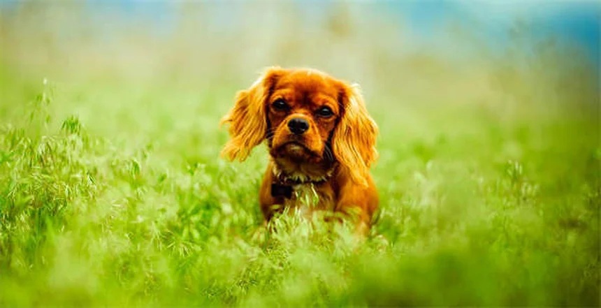 Ascites in Ferrets: 5 Warning Signs & How to Help Your Pet