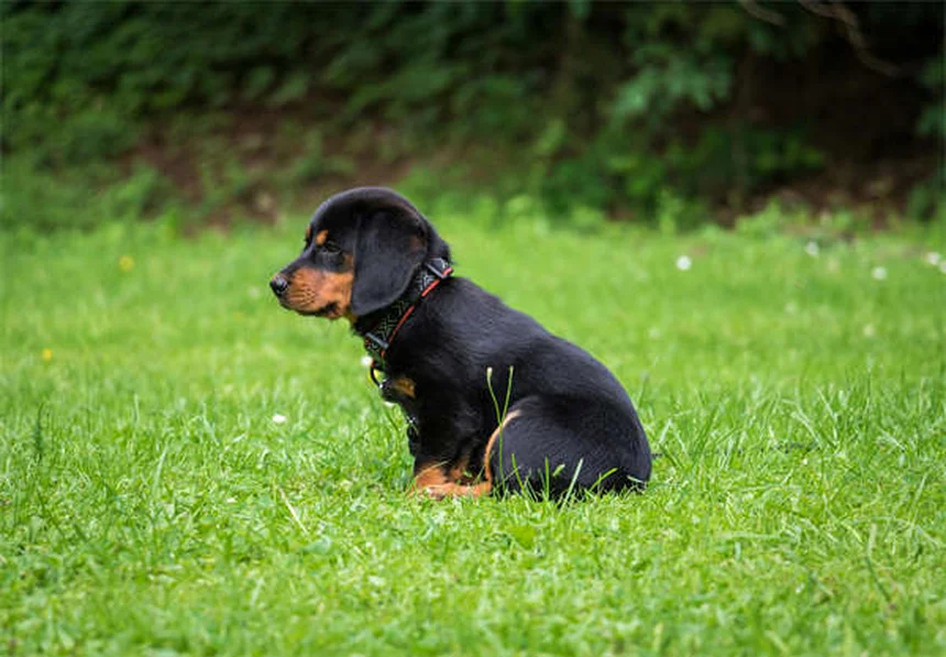 Kitten Diarrhea: 5 Emergency Signs & How to Stop It Fast