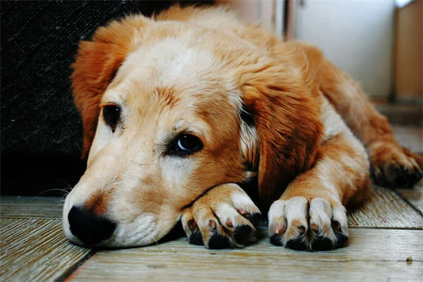 Cholangiofibrosis in Hamsters: Symptoms, Causes & Care Tips