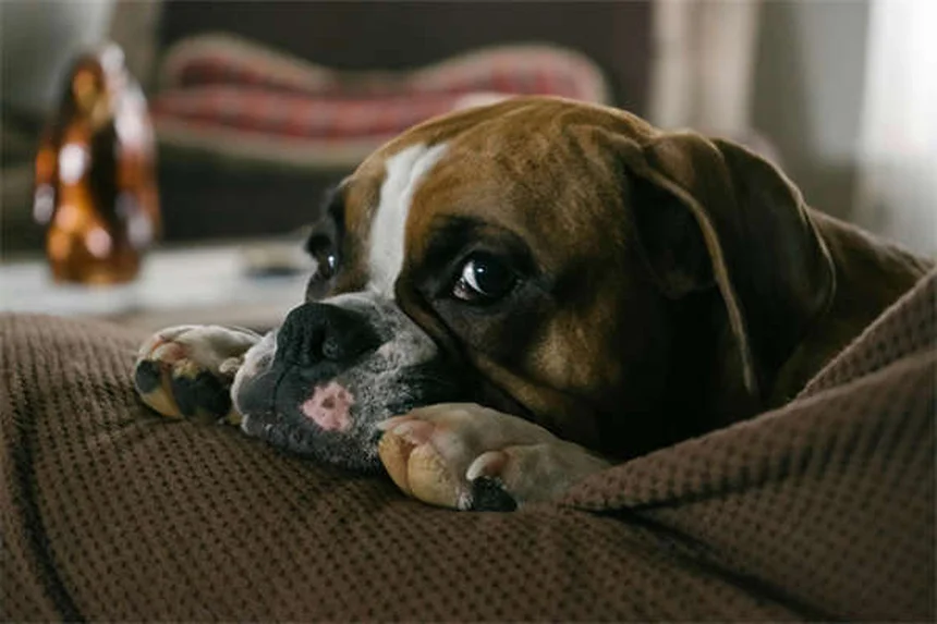 How to Check Your Dog for Ticks: 5 Essential Steps to Protect Your Pup