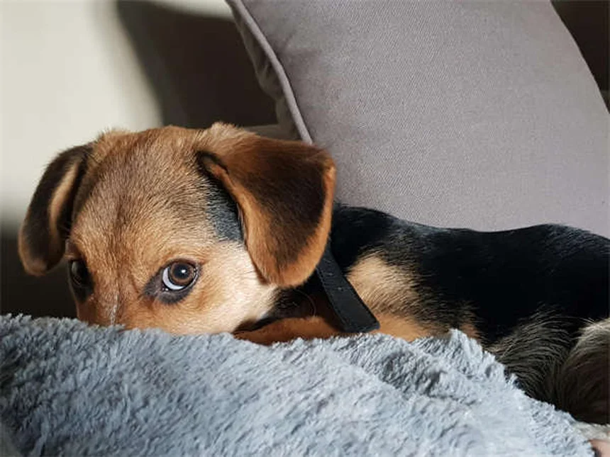 How to Check Your Dog for Ticks: 5 Essential Steps to Protect Your Pup