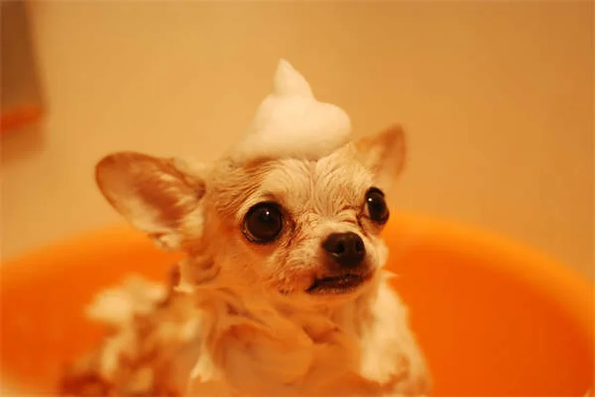 Zenrelia for Dogs: Your Complete Guide to Allergy Relief