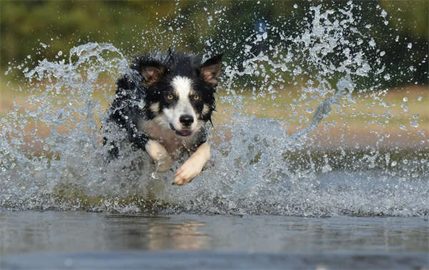 Zenrelia for Dogs: Your Complete Guide to Allergy Relief