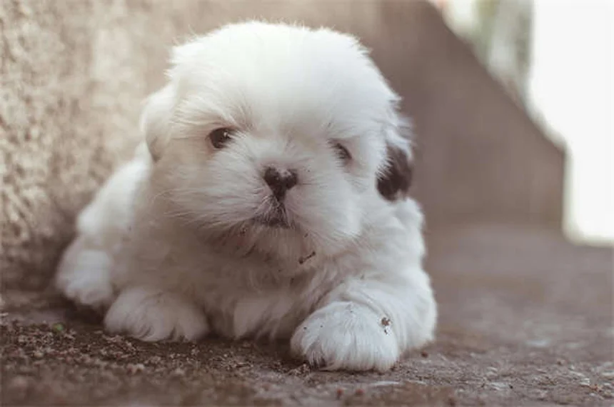 Zenrelia for Dogs: Your Complete Guide to Allergy Relief