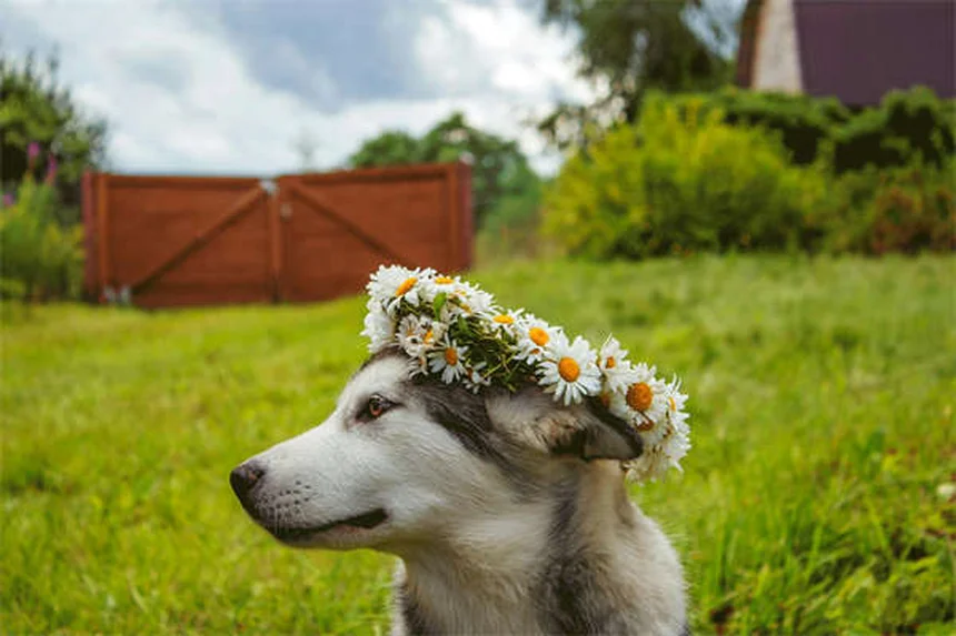 Why Is My Dog Ignoring Me? 7 Surprising Reasons & Fixes