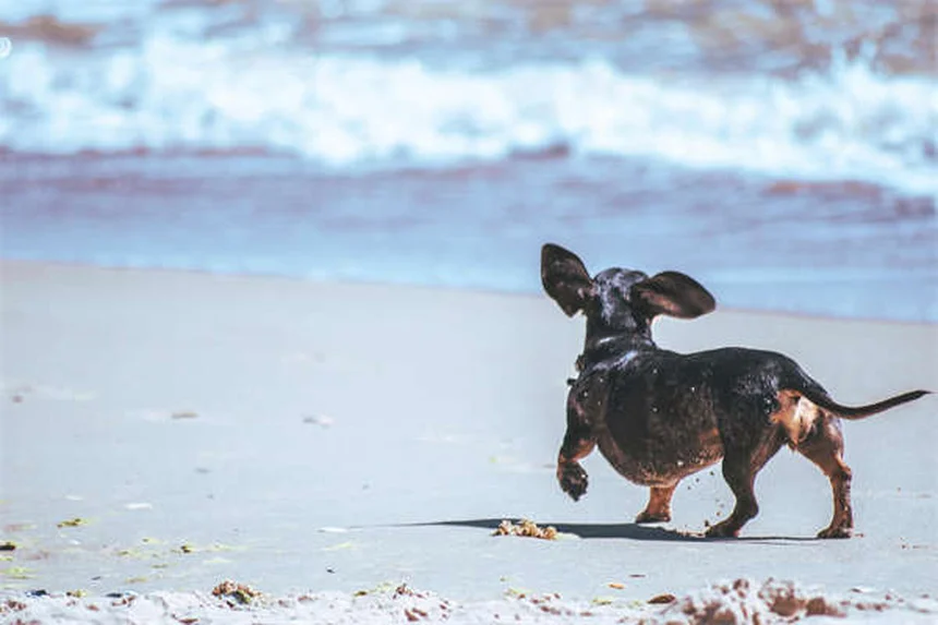 7 Common Puppy Illnesses: Symptoms & Prevention Tips