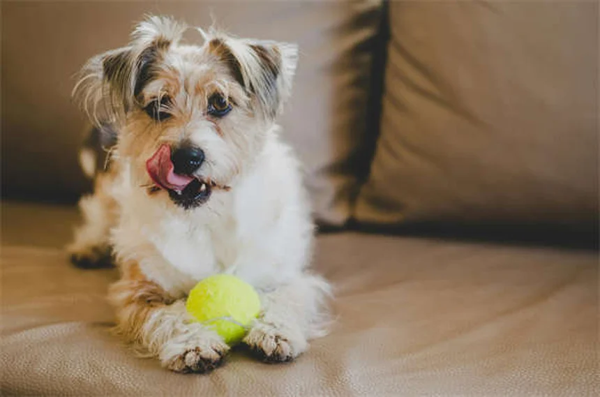 7 Common Puppy Illnesses: Symptoms & Prevention Tips