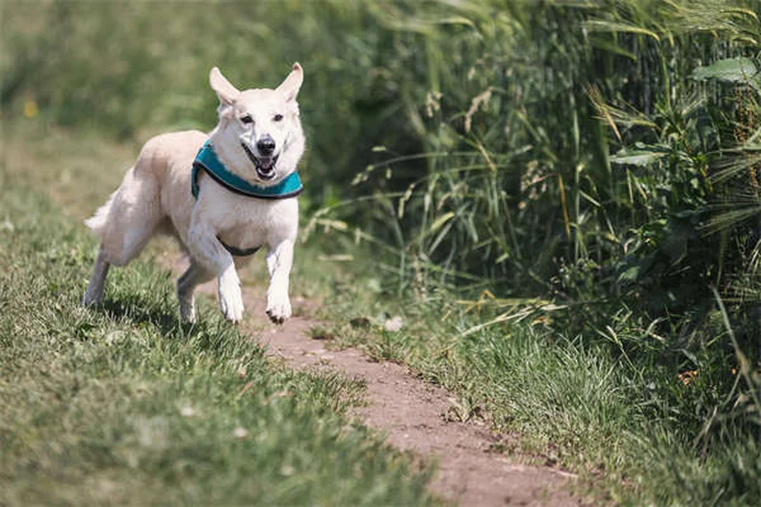 Why Is My Dog Scared of Everything? 7 Ways to Build Confidence