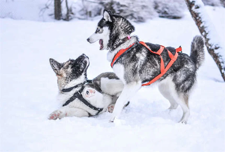 Why Is My Dog Scared of Everything? 7 Ways to Build Confidence