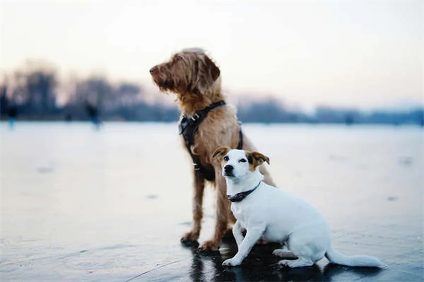 Why Is My Dog Scared of Everything? 7 Ways to Build Confidence